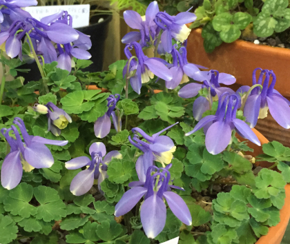 Aquilegia flabellata var pumila 'Atlantis' 